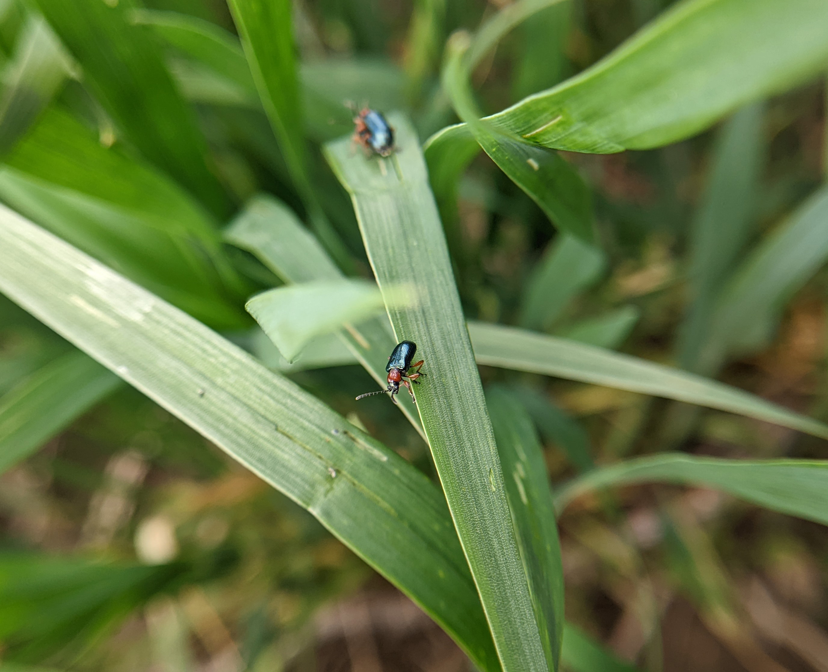 Two cereal leaf beetles on a blade of wheat.